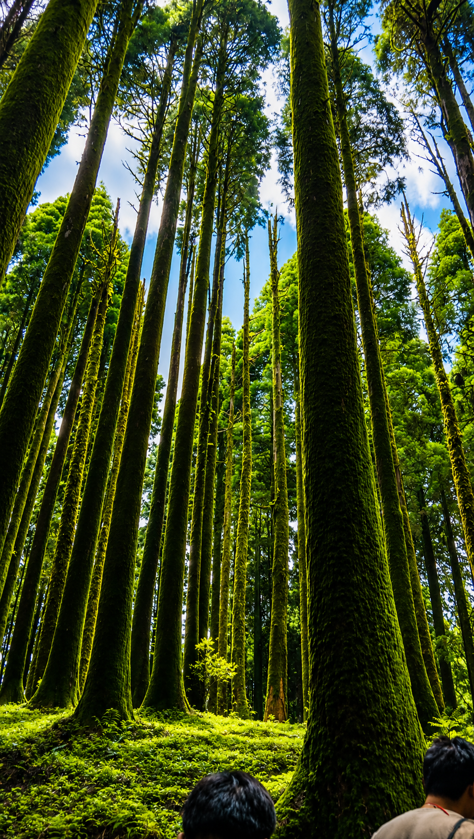Ancient pine forest near Sunrise Eco Homestay